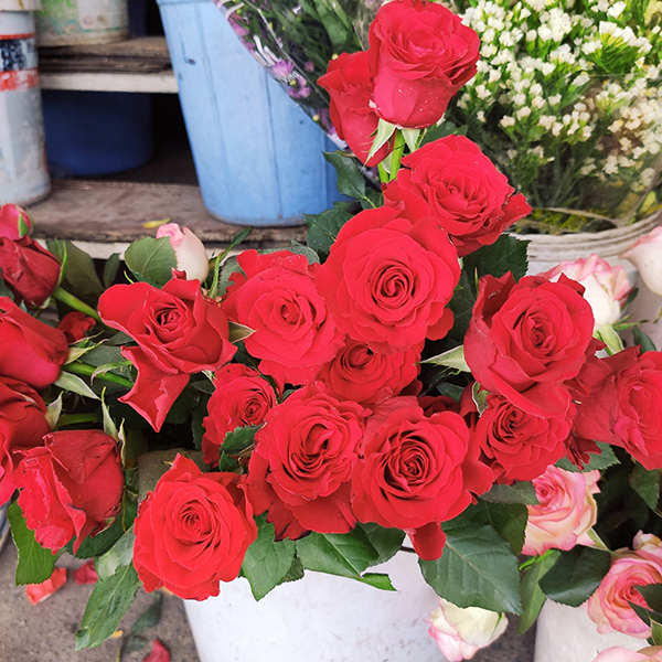 Hoa hồng đỏ (5 bông)